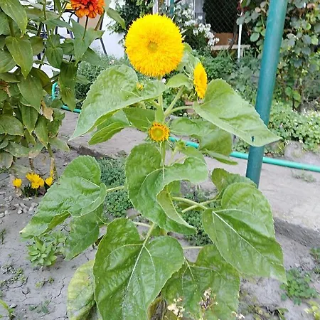 Kamenitza Guest Flat Apartment Plowdiw