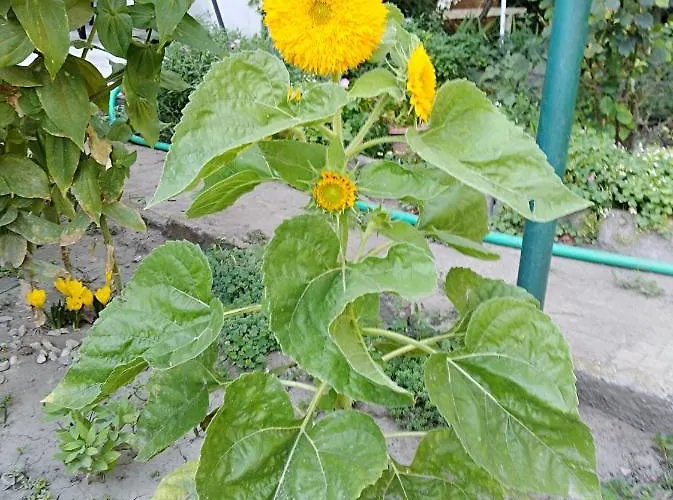 Kamenitza Guest Flat Daire Filibe